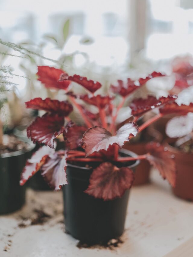 rex begonia